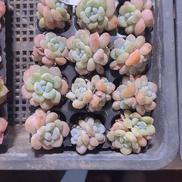 ****王直播一物一拍多肉06