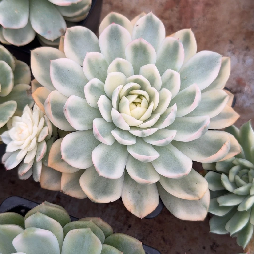 韩水晶锦腹轮锦一刻的