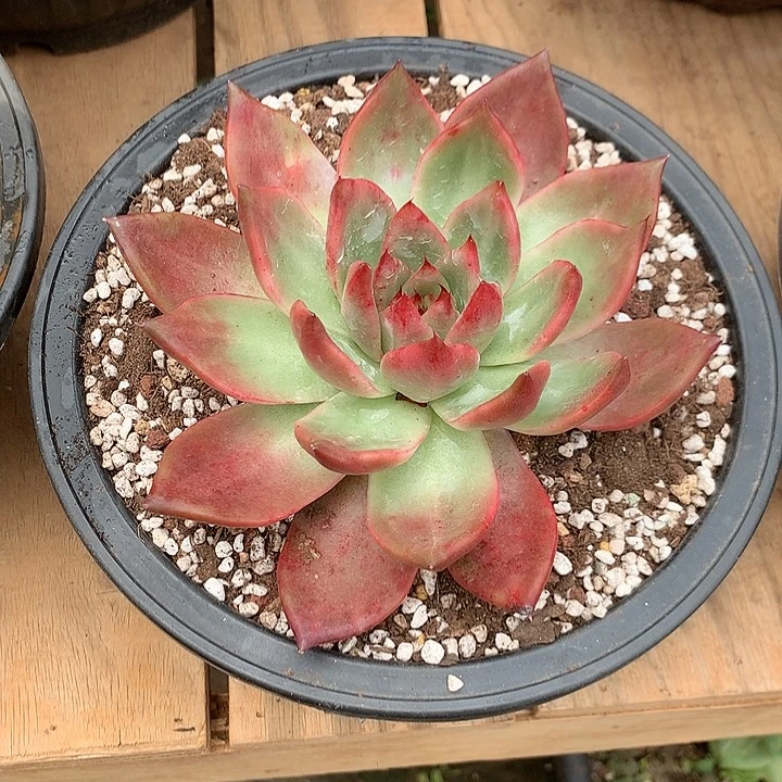 美肉特价活动开始啦