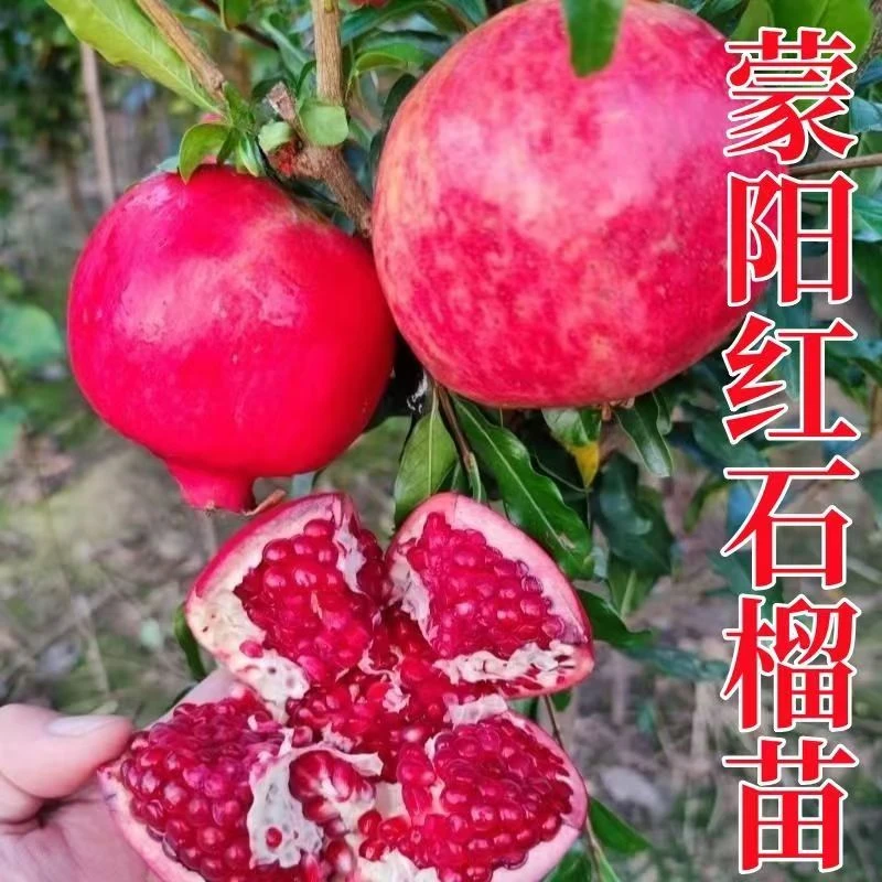 蒙阳红大果甜石榴营养杯发货