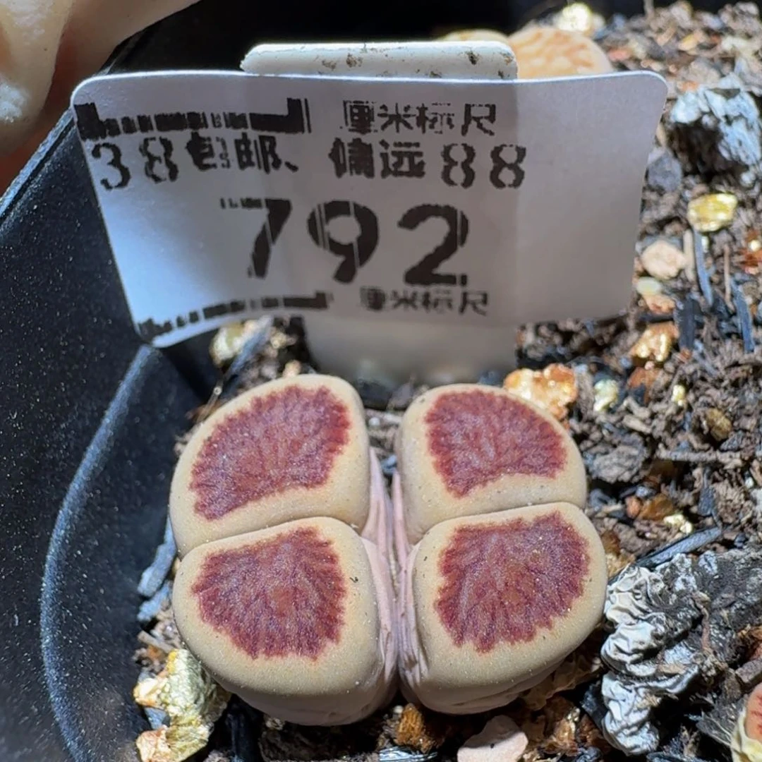 Ssss精品生石花792