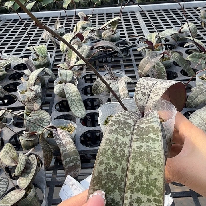 都***洋大部分开放少量花苞西10