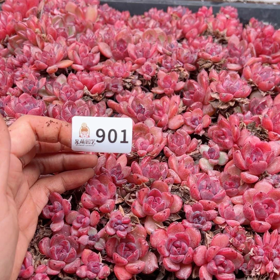 玲*多肉植物多肉植物