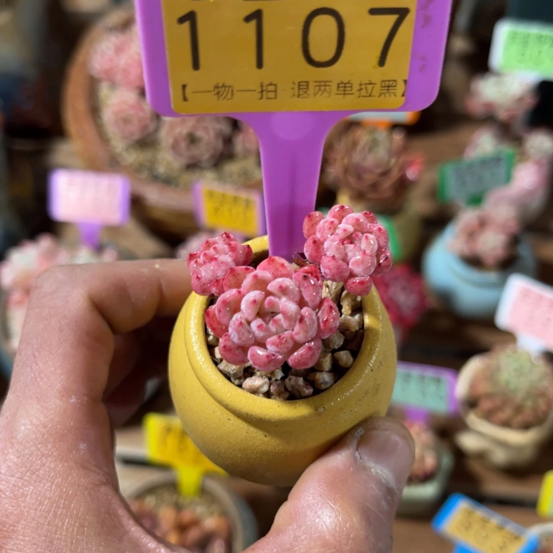 云尘多肉一物一拍不含盆1107