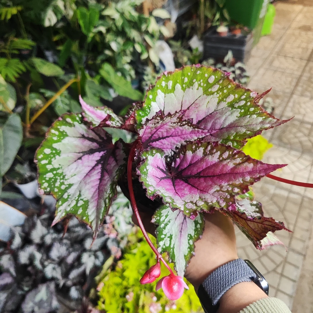杂菜秋海棠盆栽室内观叶植物绿植好养花卉装饰