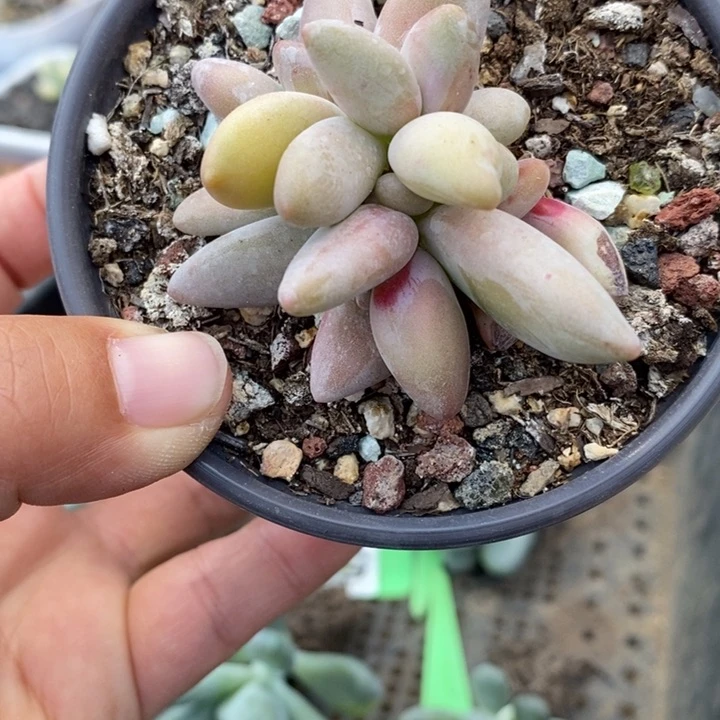 536号香蕉桃花奶变异多肉