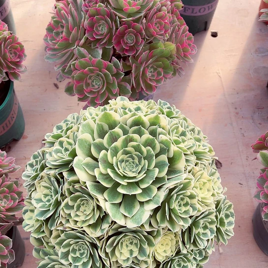 法师多肉植物f s