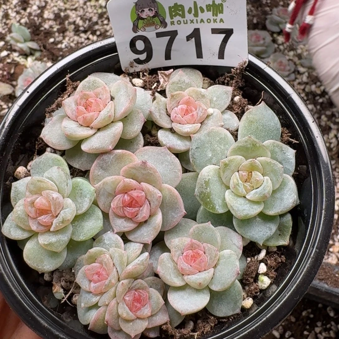 多肉植物多肉植物