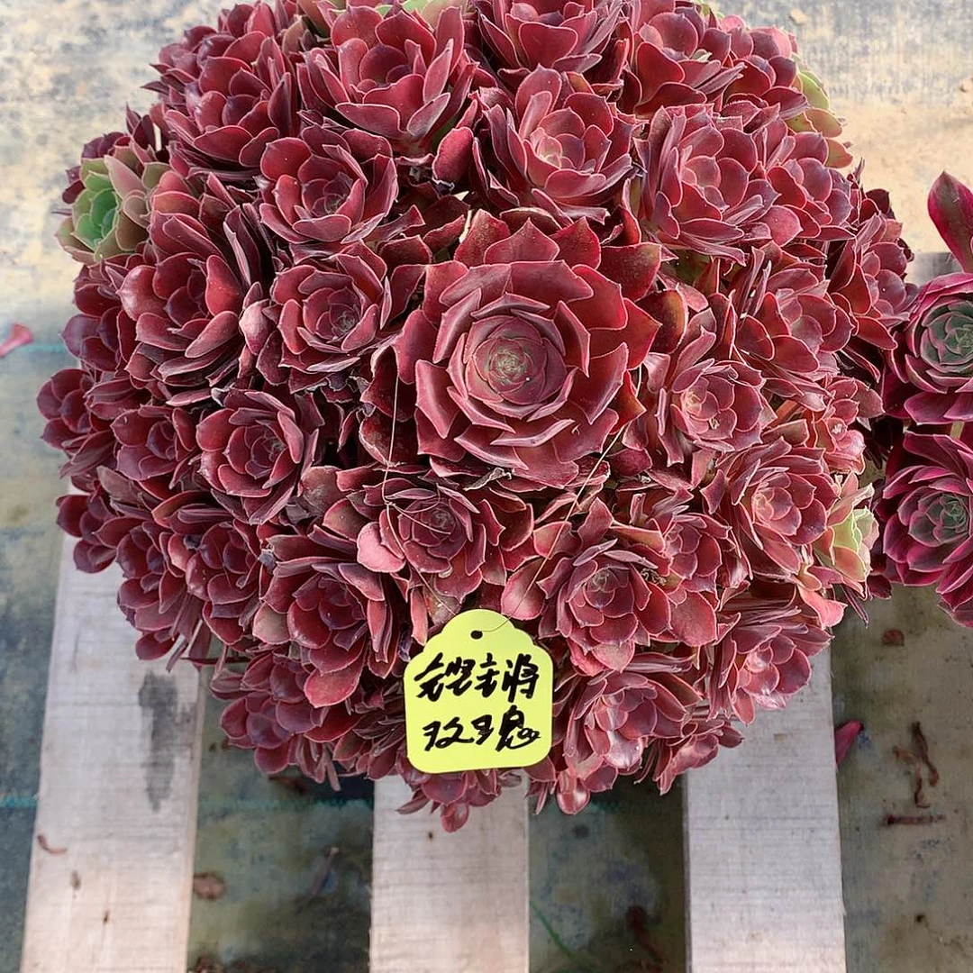 用****瑰恶魔之吻多肉植物