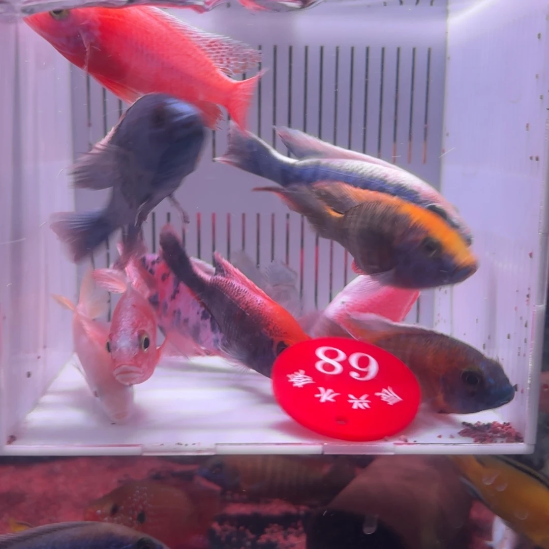 慈鲷鱼直播68号10送2备损