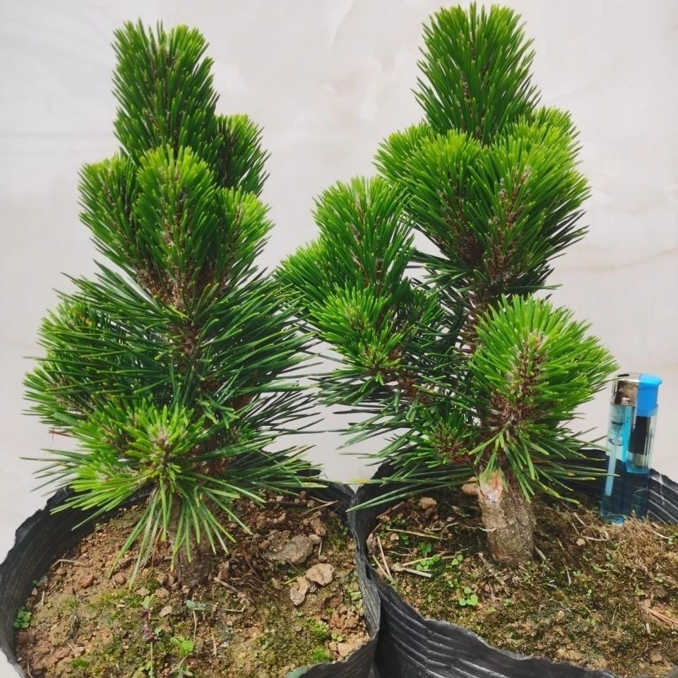 日本短针黑松千寿丸黑松盆栽树苗四季常青耐寒耐高温绿植贵品黑松