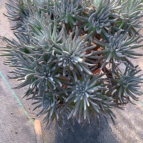 372仙女杯多肉植物