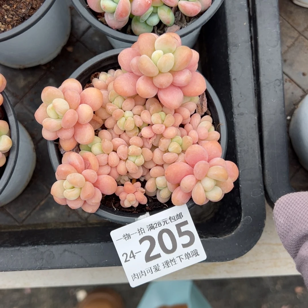 洛可可多肉多肉多肉多肉