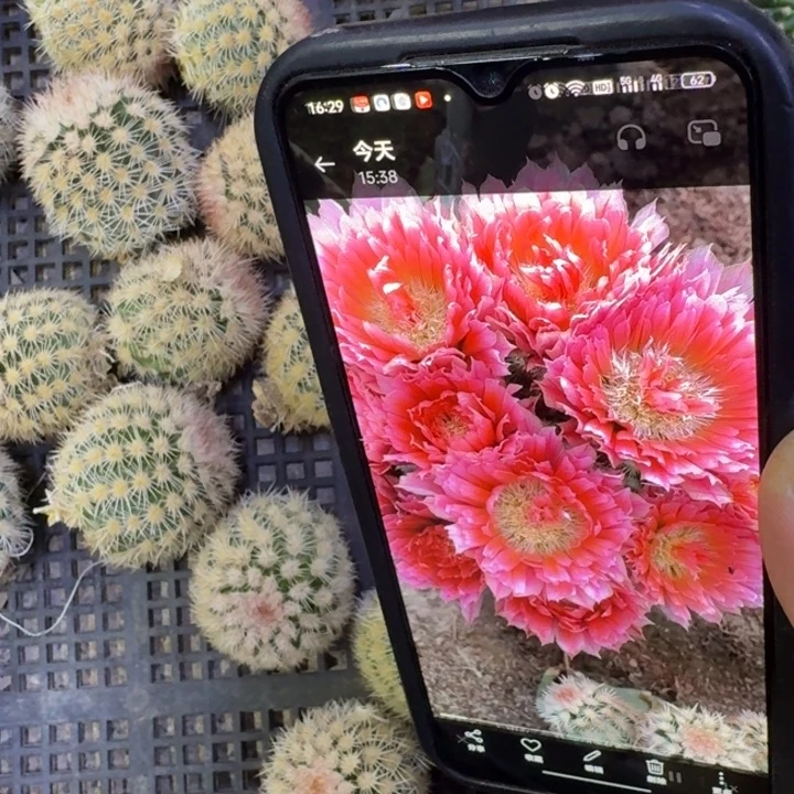 23史蒂夫歪3到4公分左右无根侧牙，20包邮