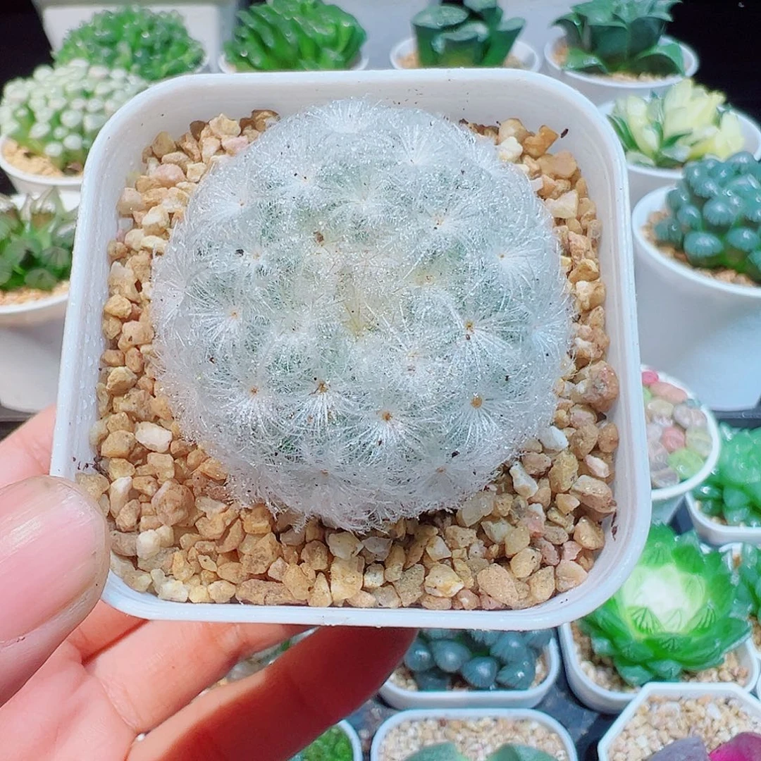 白星仙人球多肉多肉