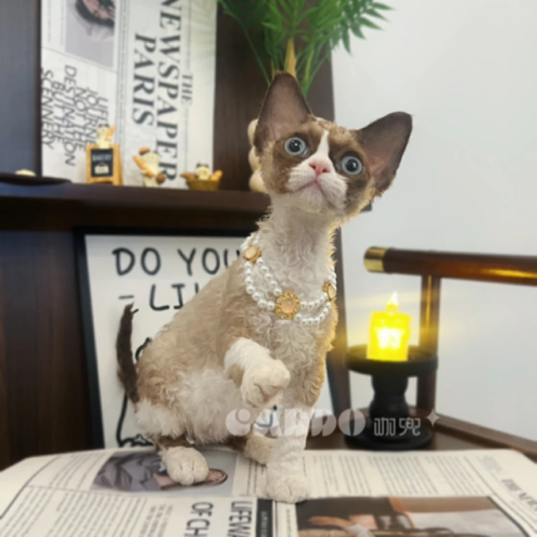 Caddo德文卷毛猫-海豹开脸妹妹（念宝）