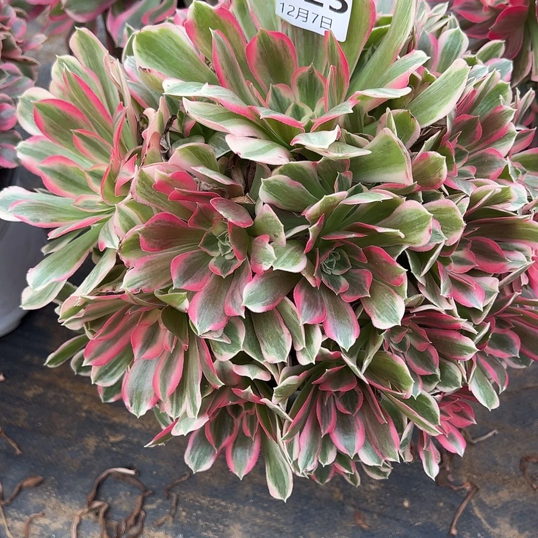 12.7-25男神多肉植物