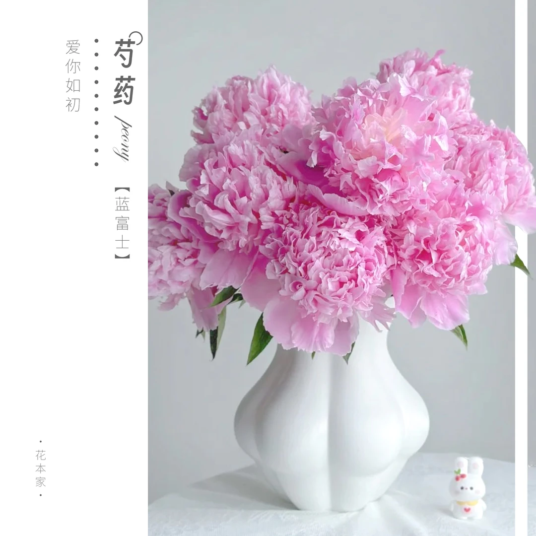 【专属*蓝富士】AAA级精品花苞进口芍药菏泽基地直发高品质头茬
