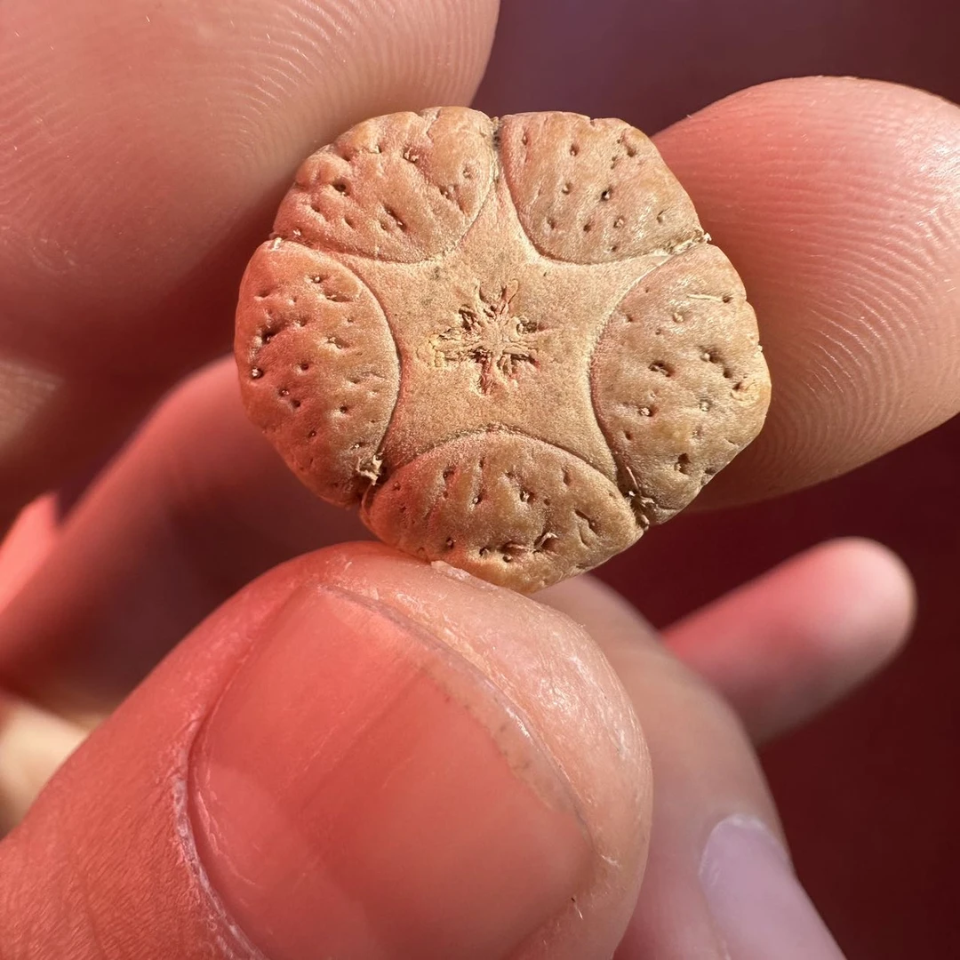 【佳哥严选】J23958-凤眼五星上将单籽-多样性发其一-17-20mm