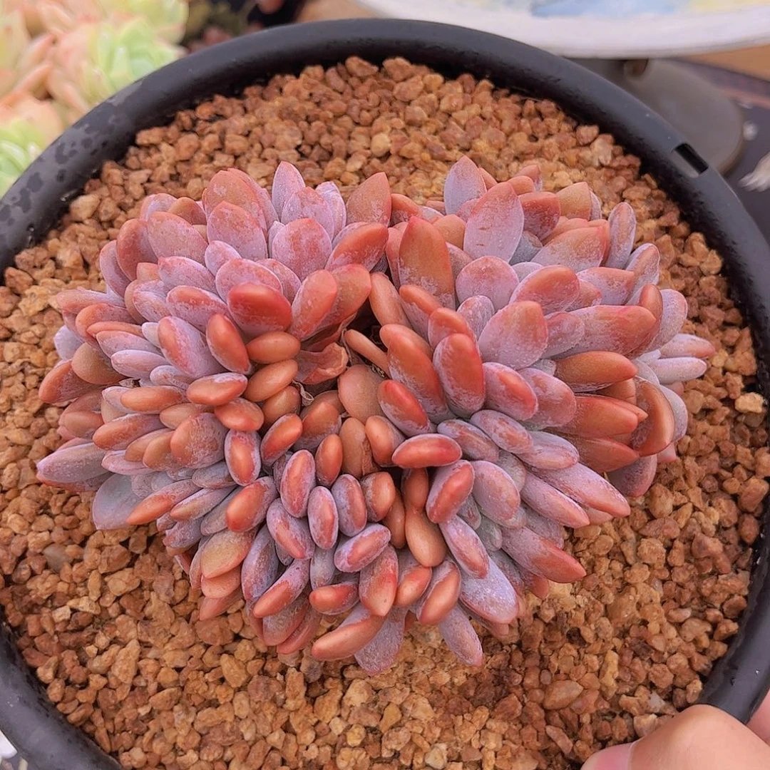 韩版粉兔缀精品多肉