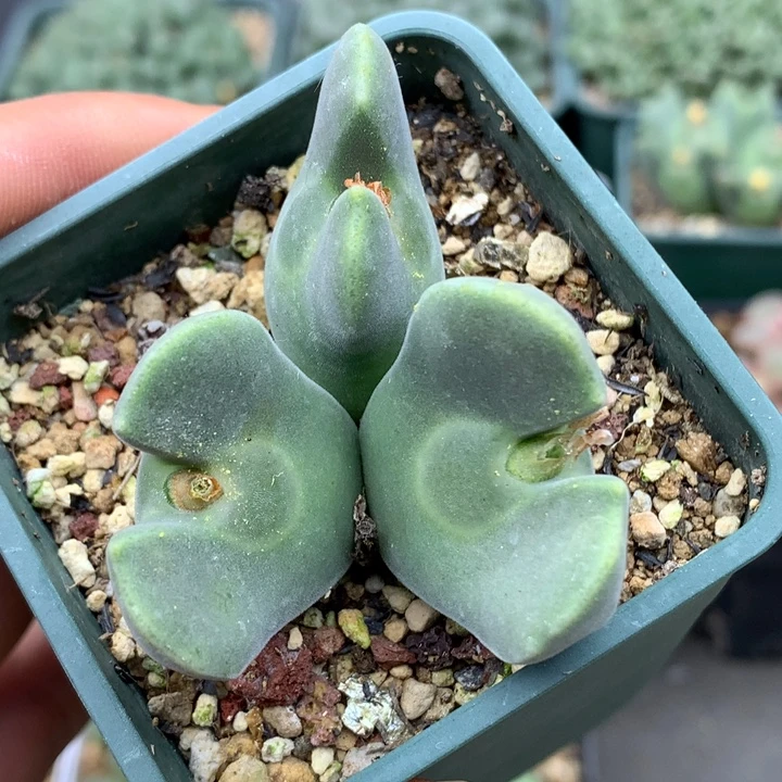 精品多肉植物精品大眼睛