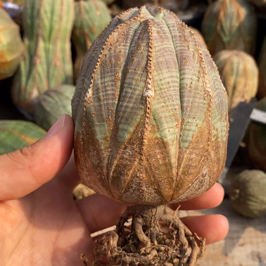 25欧系实生布纹球一物一拍