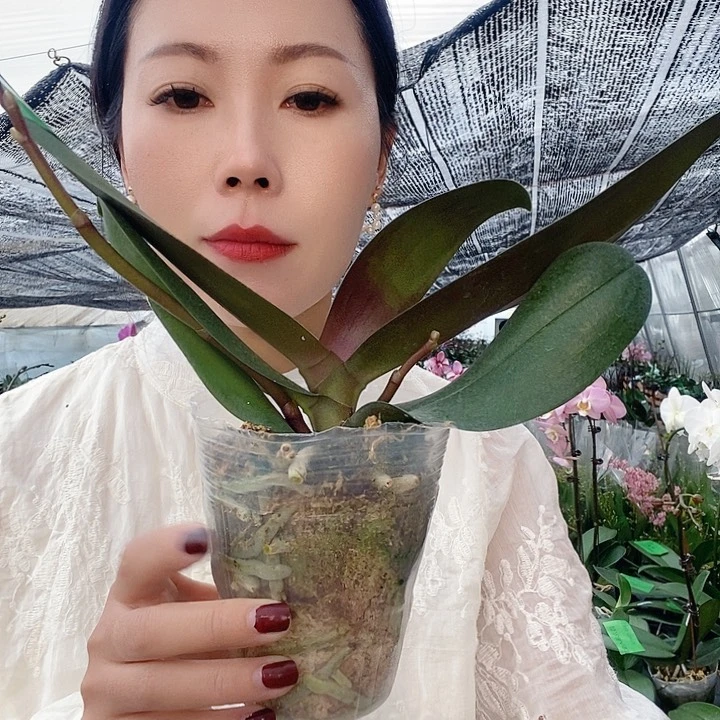 无花朵漫天红蝴蝶兰