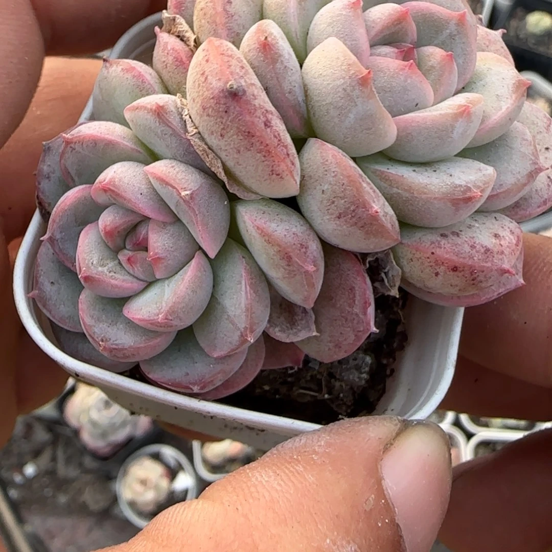 小卡拉米糖心一物一拍