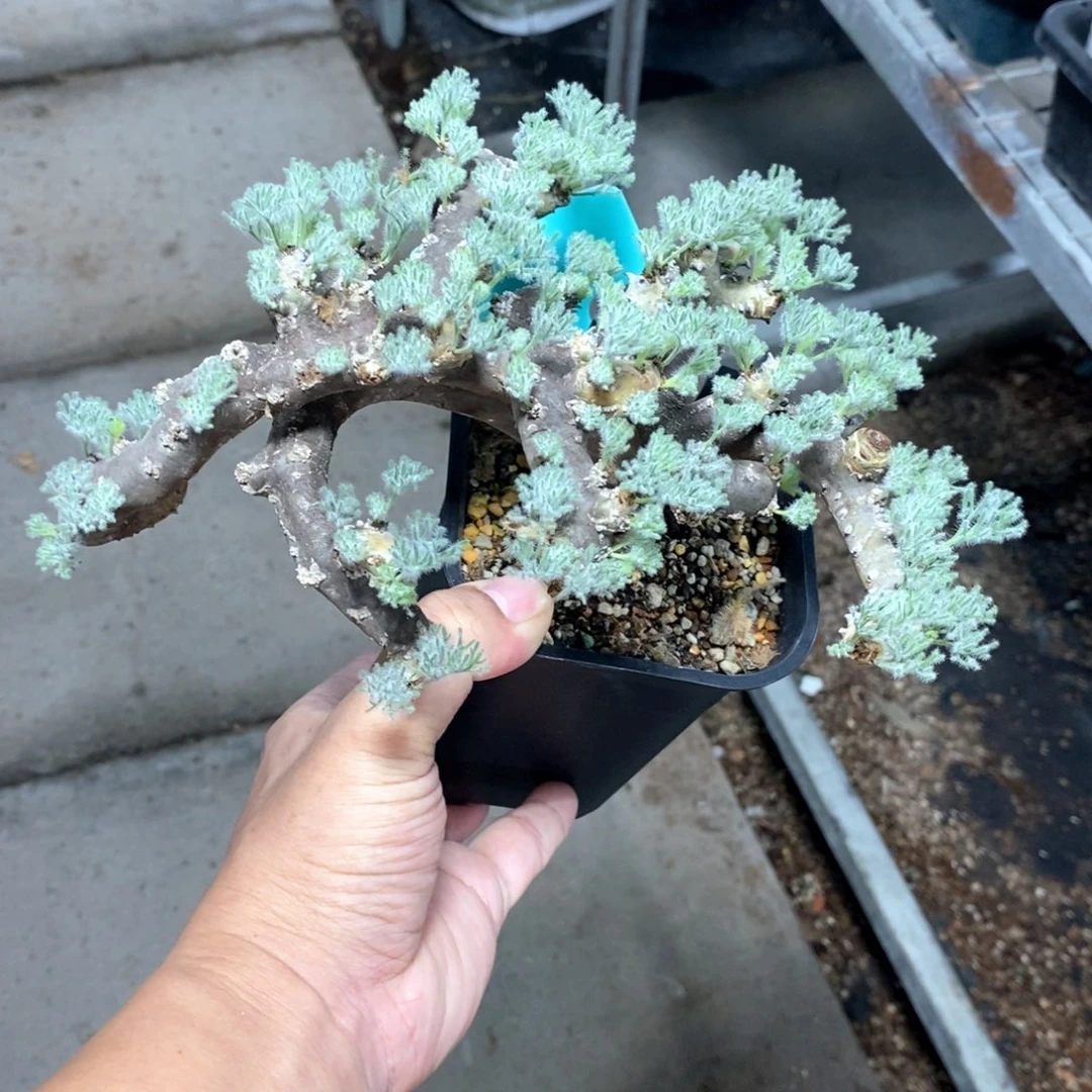 黑皮月界多肉植物