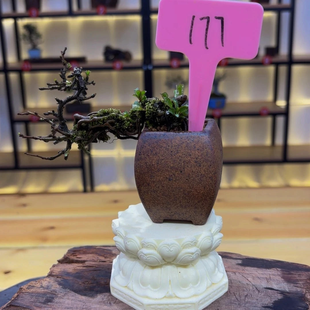 千亿精品盆景一物一拍明***好