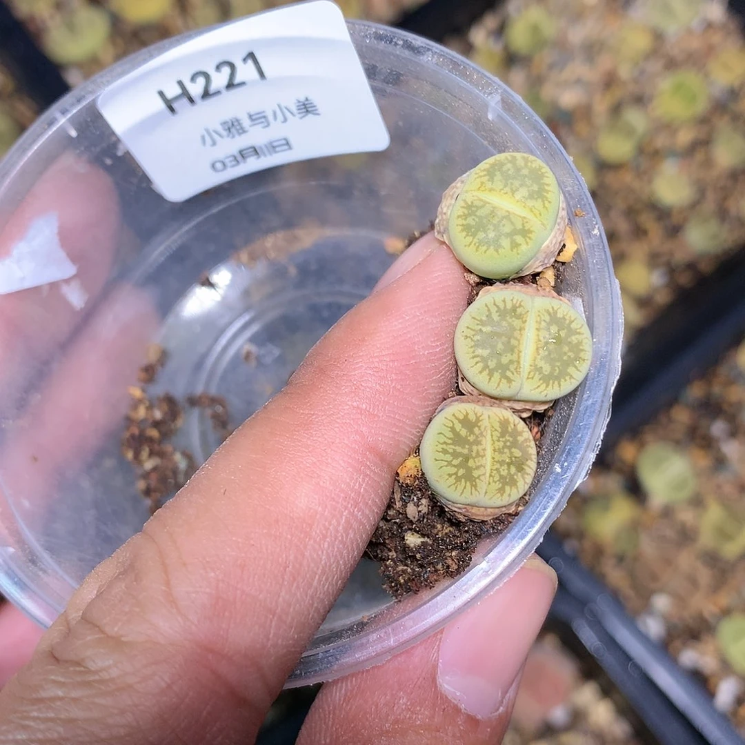 殷**婆H221多肉植物保护