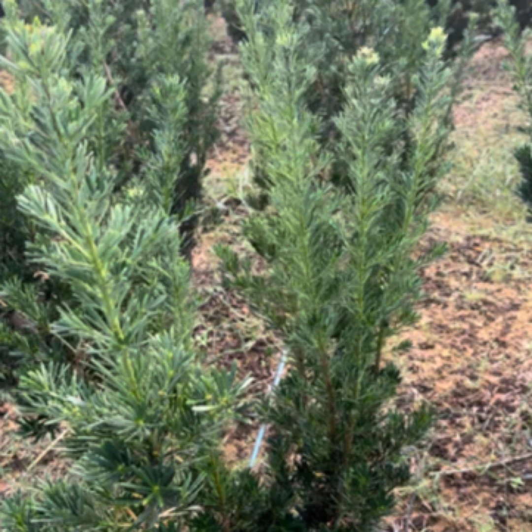 单杆2颗小叶二乔罗汉松