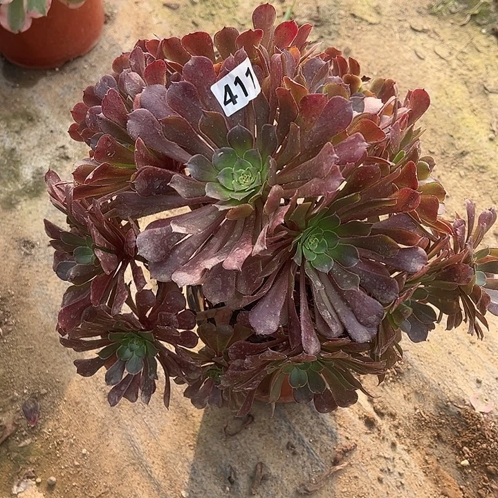多肉植物红铜411号