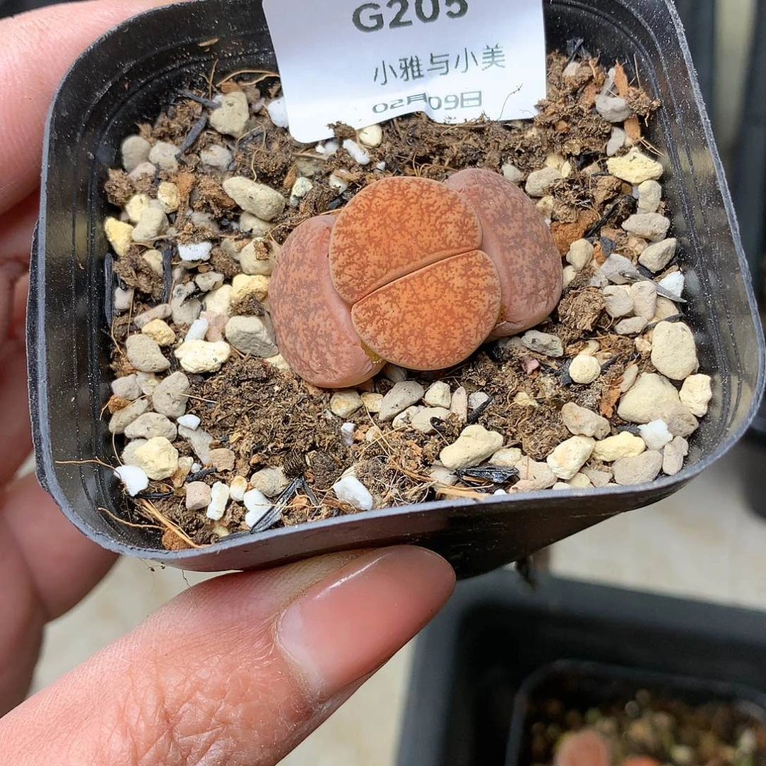 G205多肉植物保护研究所