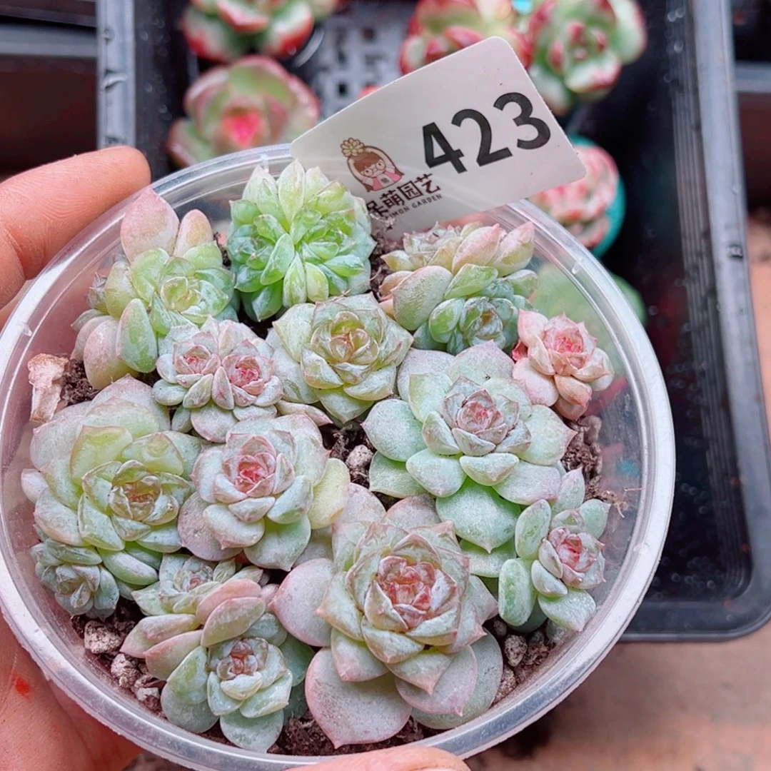 多肉植物多肉植物