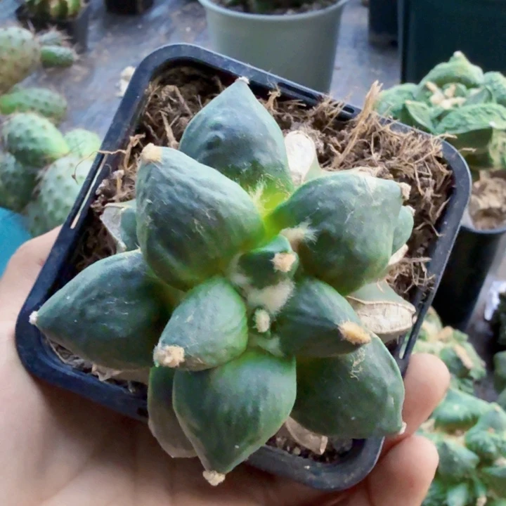 徳***天965怒涛牡丹仙人球