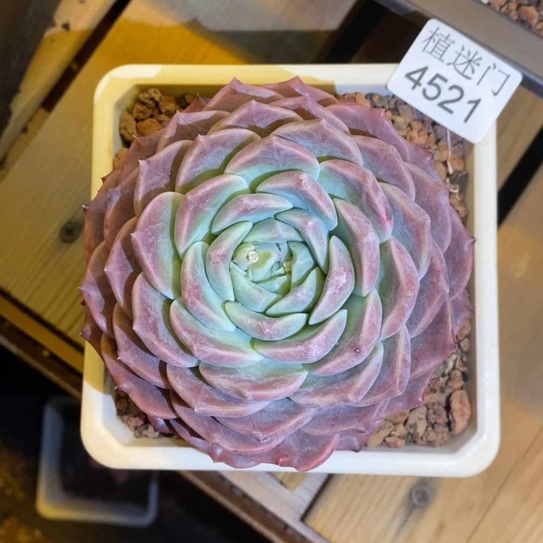 乔*板杂交精品多肉4521