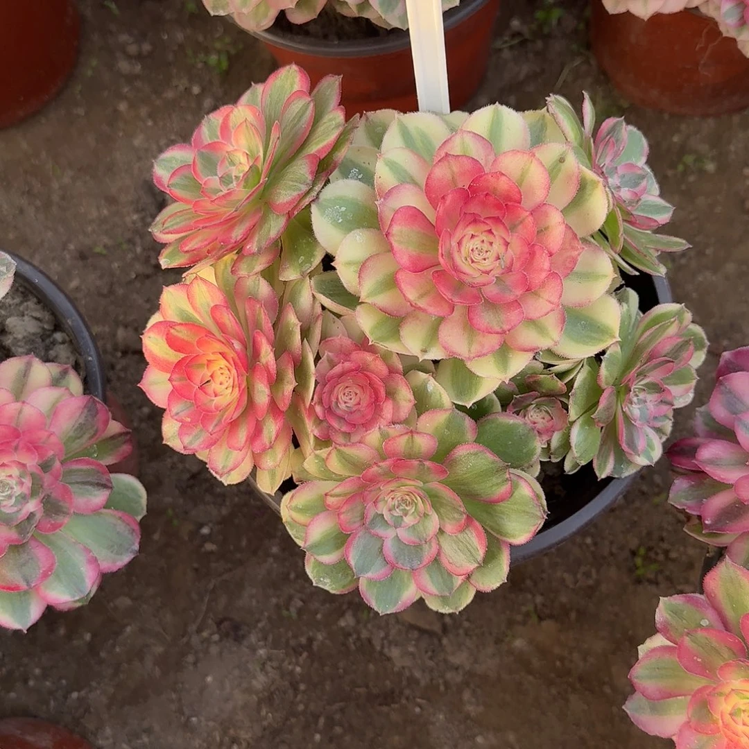 4520荔枝多肉法师多肉