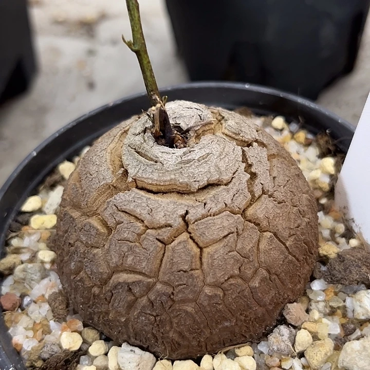 b****潮流植物龟甲龙9067