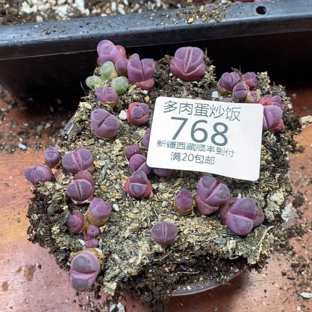 螃**崽多肉蛋炒饭000768