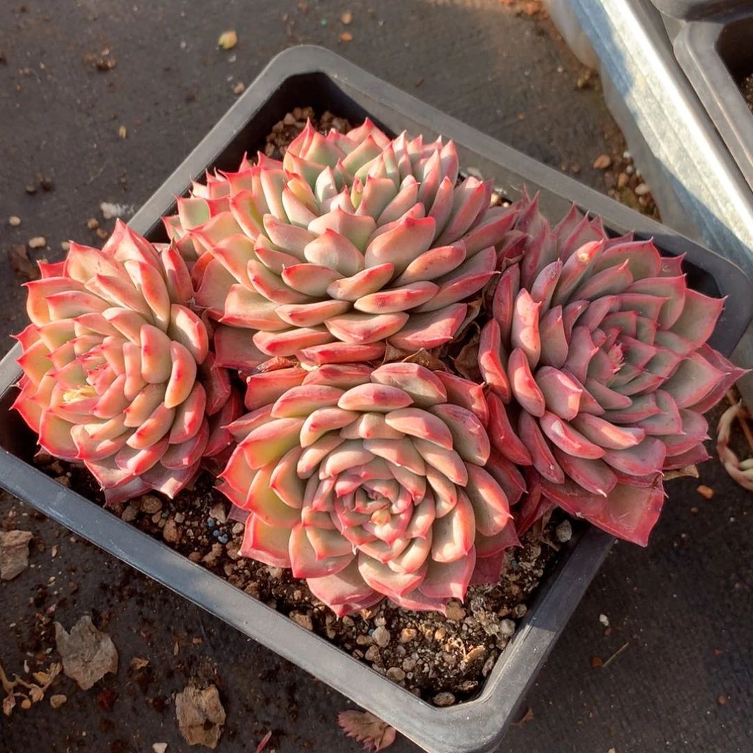 3119杂交多肉植物基地