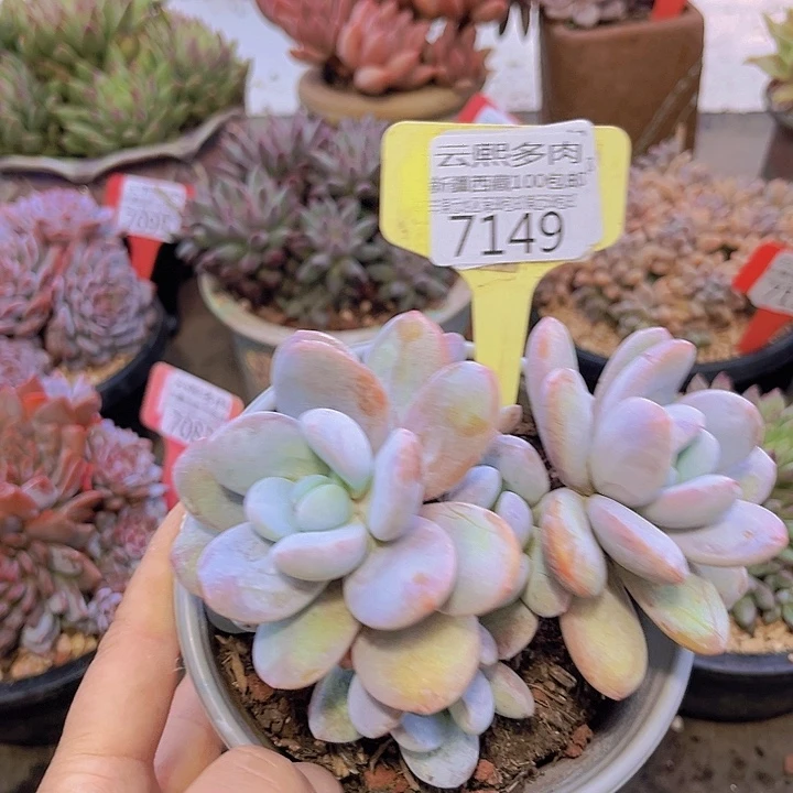 7149雪美人。
