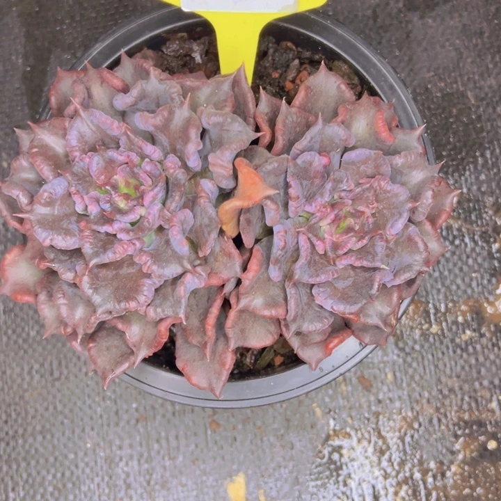 如***忆21-11//////==/////////===