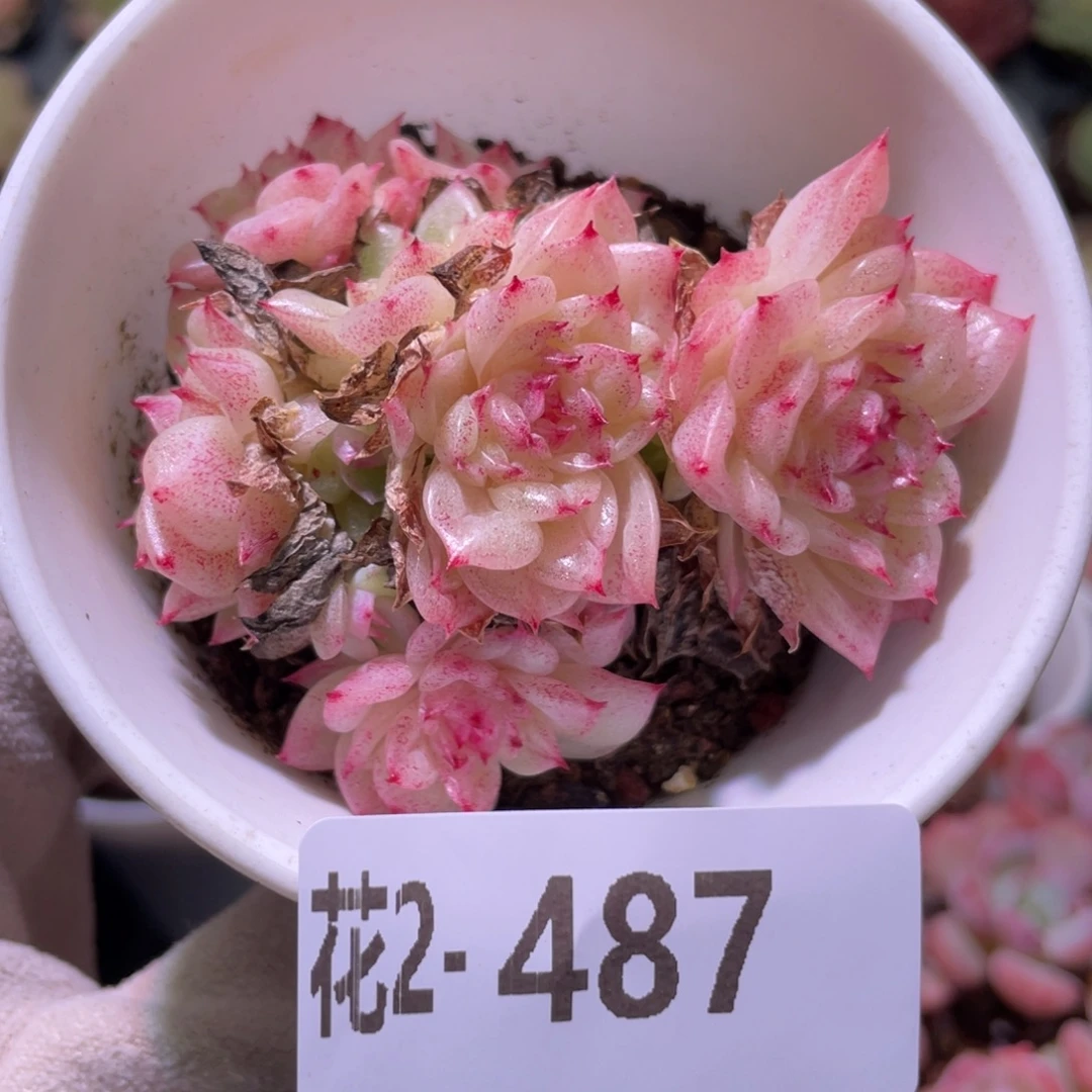 花利美2-487麦秆群