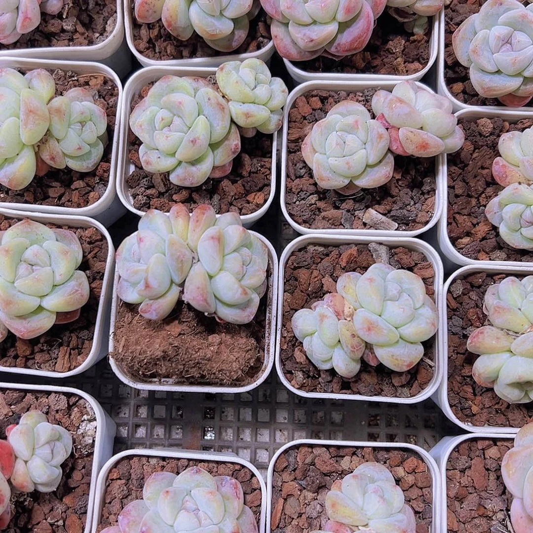 双头精品冰玉2盆19包邮