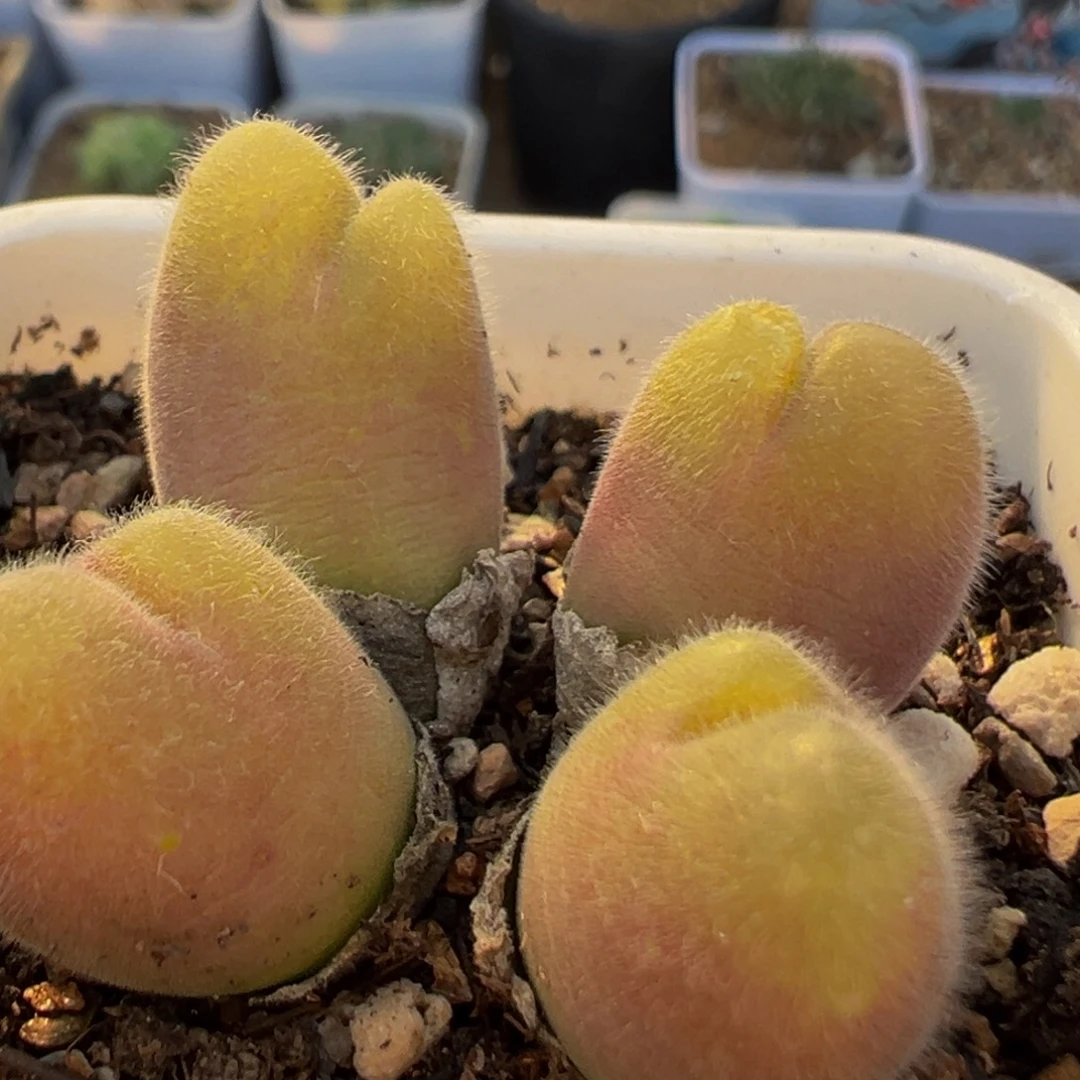 75多肉植物百科毛翠滴