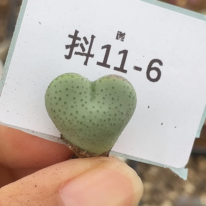 11.-6爱心将多肉植物