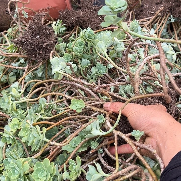 薄化妆2颗9.99多肉植物断枝