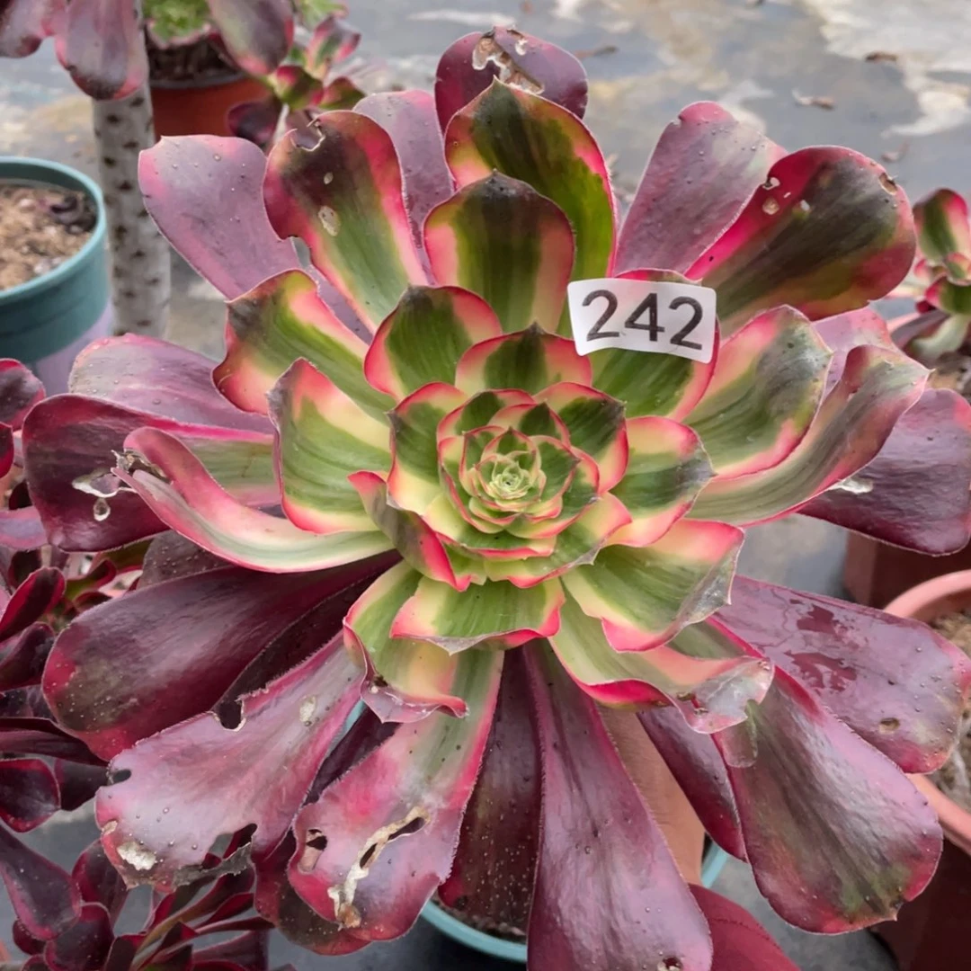 巫毒白锦叶子有眼老桩