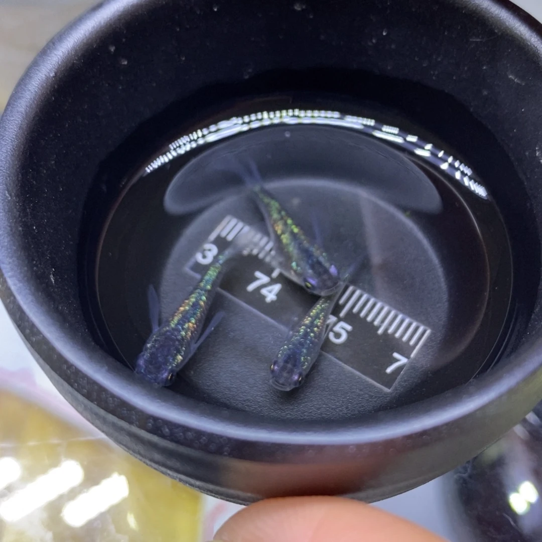 青鳉鱼海王星的37号